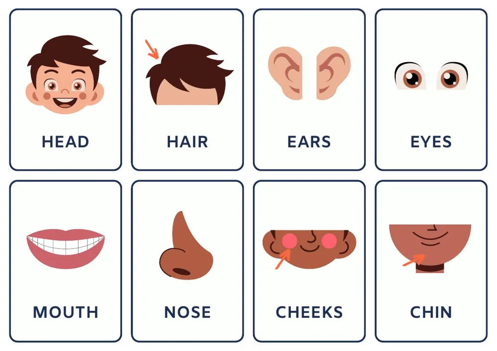 Flashcards de partes do corpo